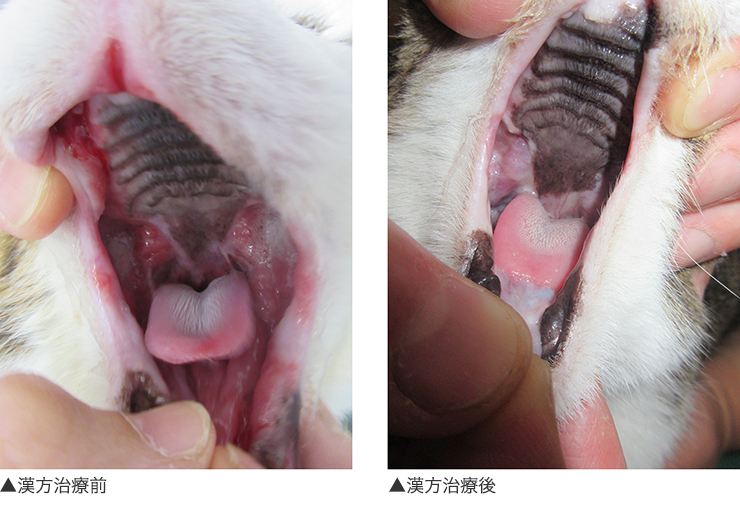 猫 シリウスちゃん の難治性歯肉口内炎 尾側口内炎 の漢方治療 みのり動物病院