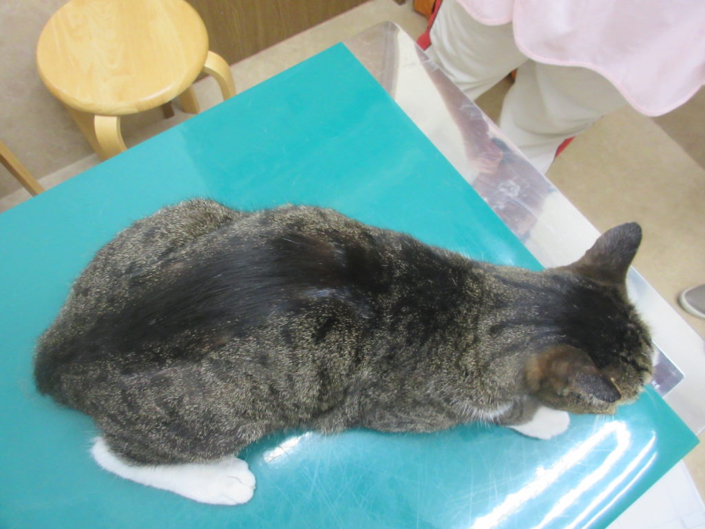 猫 シリウスちゃん の難治性歯肉口内炎 尾側口内炎 の漢方治療 みのり動物病院