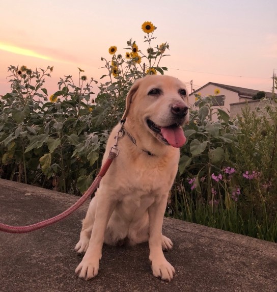 犬 ラブちゃん の尿毒症 椎間板ヘルニアの漢方直腸透析と鍼灸治療 みのり動物病院