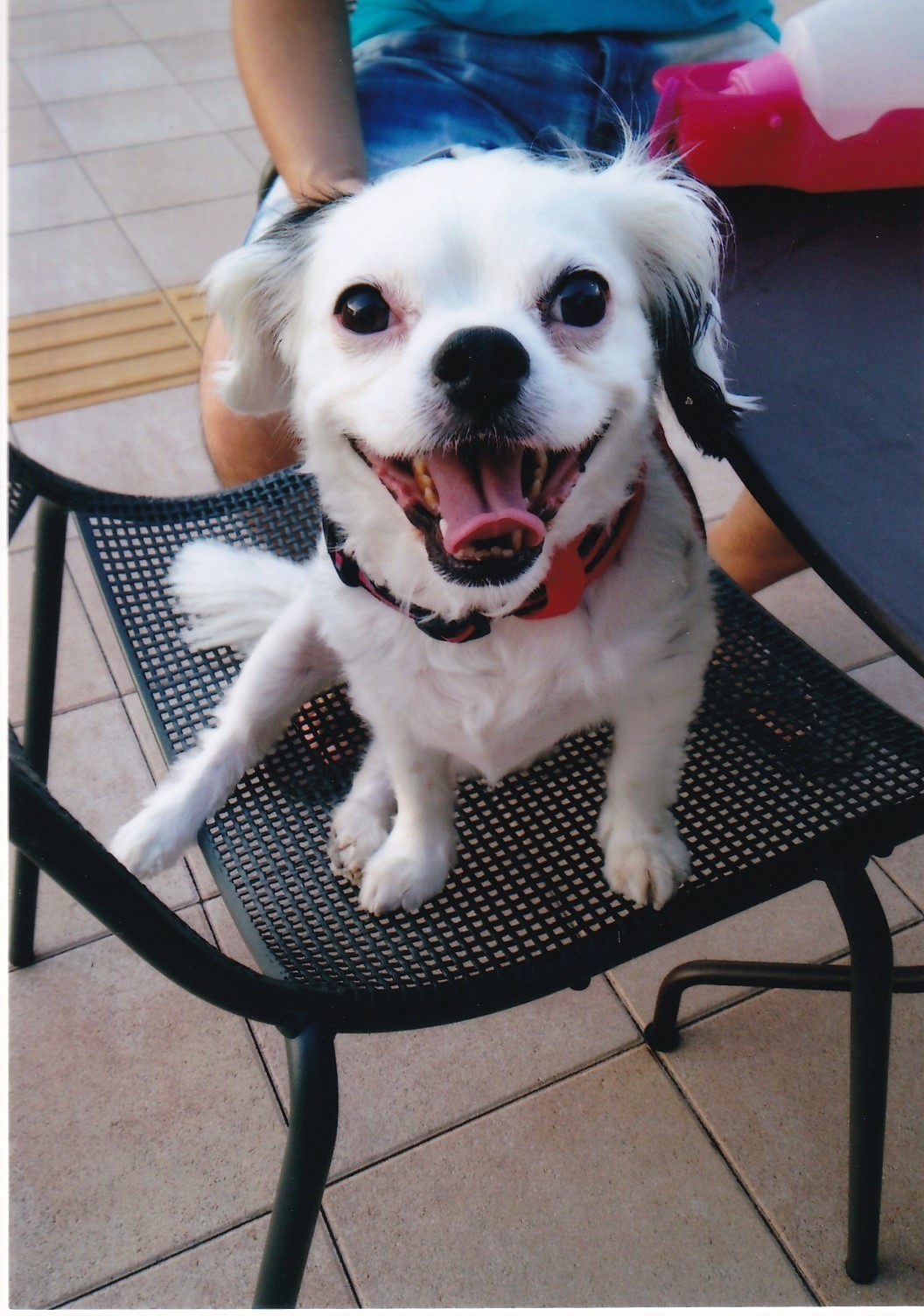 犬 ジュエルちゃん の尿毒症の漢方直腸透析と連携治療 みのり動物病院